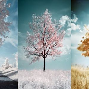 Paisaje de Árboles Estacionales