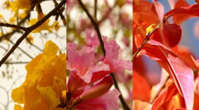 Primeros Planos de Flores Coloridas - wallpaper preview