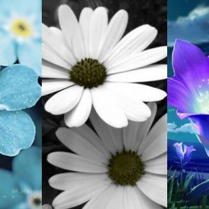 Hermosos Diseños Florales