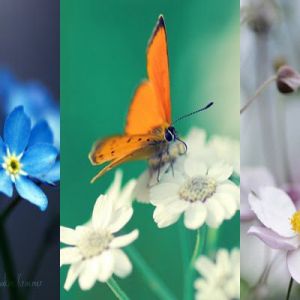 Flores Coloridas y Mariposa