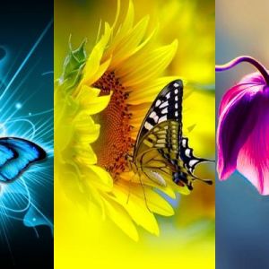 Mariposas y Flores Coloridas
