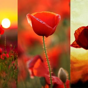 Amapolas Vibrantes al Atardecer