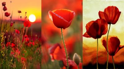 Amapolas Vibrantes al Atardecer