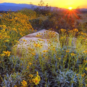 Atardecer Sobre Flores Silvestres