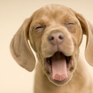 Cachorro Adorable Bostezando
