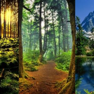 Bosques y Montañas Impresionantes