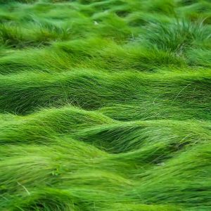 Olas de Césped Verde