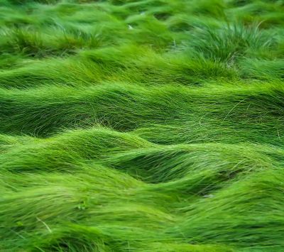 Olas de Césped Verde