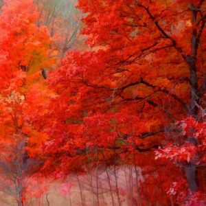 Bosque Otoñal Vibrante