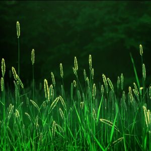 Hierba Verde Frondosa