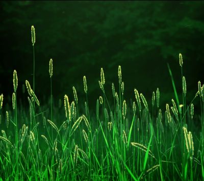 Hierba Verde Frondosa