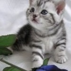 Gatito Adorable con Rosa