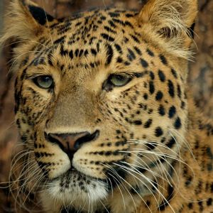 Primer Plano de un Leopardo Majestuoso