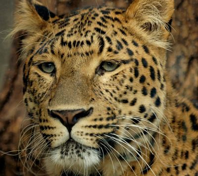 Primer Plano de un Leopardo Majestuoso - wallpaper preview
