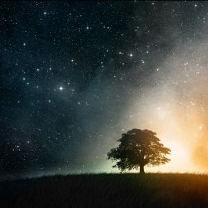 Cielo Nocturno Estrellado con Árbol
