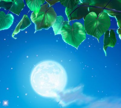 Noche de Luna con Hojas