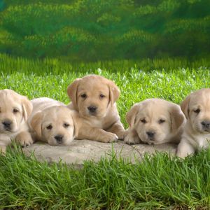 Cachorros de Labrador Adorables