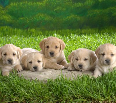 Cachorros de Labrador Adorables