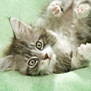 Gatito Adorable Descansando