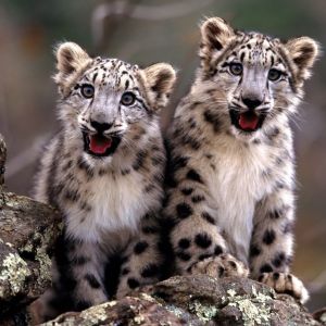 Cachorros de Leopardo de Nieve