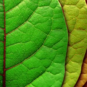 Hojas Verdes Vibrantes