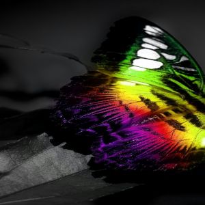 Alas de Mariposa Coloridas