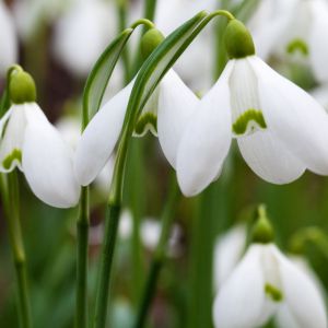 Flores de Campanilla