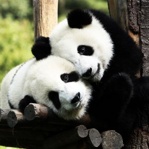 Pareja de pandas adorables