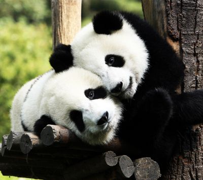Pareja de pandas adorables