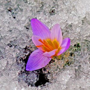 Flor en la nieve