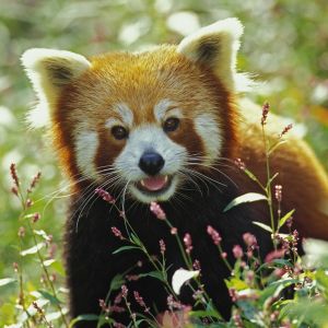 Panda Roja en la Naturaleza