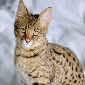 Fondo de Gato Manchado