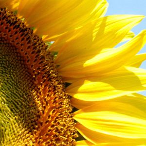 Acercamiento vibrante de girasol