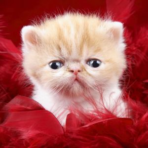 Gatito Adorable con Plumas Rojas