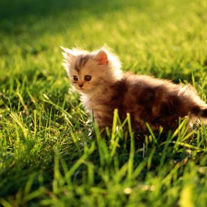 Gatito Bonito en el Césped