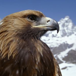 Majestuoso Águila Real