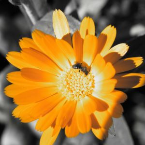 Flor Naranja Vibrante con Abeja