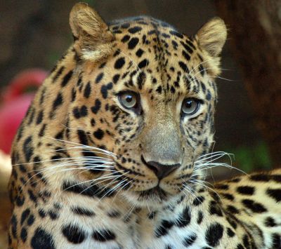 Primer Plano de un Leopardo Majestuoso
