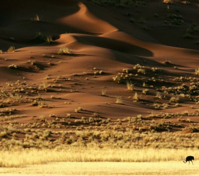 Paisaje desértico con animal - wallpaper preview