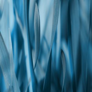 Hierba Azul Abstracta