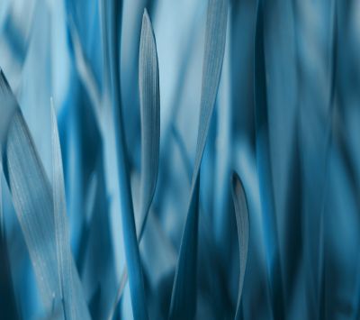 Hierba Azul Abstracta