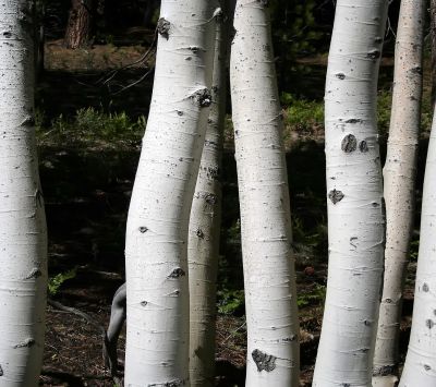 Árboles de Abedul Blancos