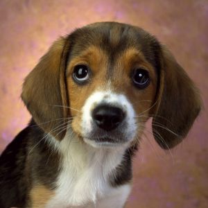 Adorable Cachorro Beagle