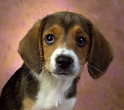 Adorable Cachorro Beagle