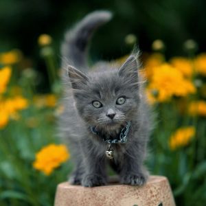 Gatito Gris Adorable entre Flores
