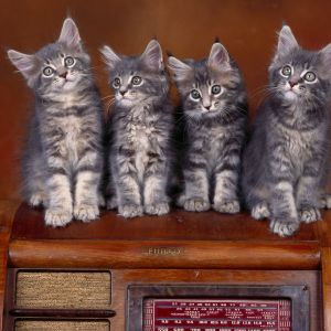 Gatitos adorables en radio vintage