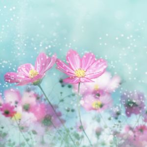 Hermosas Flores Rosadas