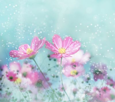 Hermosas Flores Rosadas