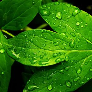 Hojas Verdes Frescas con Gotas de Agua
