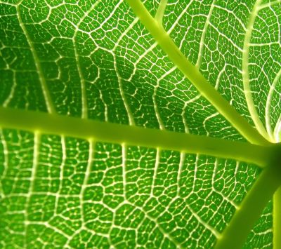 Hoja Verde en Primer Plano